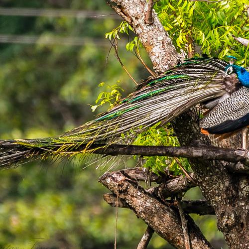 Превью фотографии фотографа Moutaz Fino