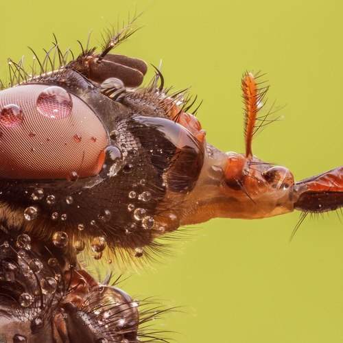 Preview Photographer\'s photo Alexandr Melnik