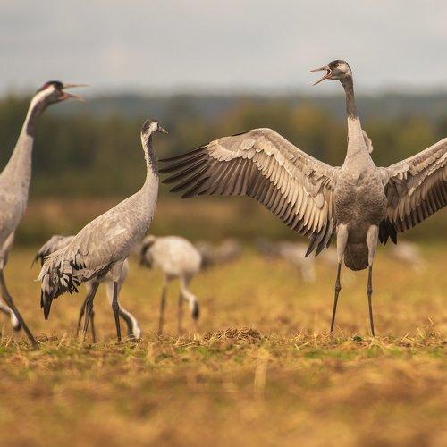 Превью фотографии фотографа Александр Маркелов