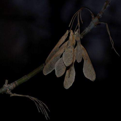 Превью фотографии фотографа Геннадий Меремьянин