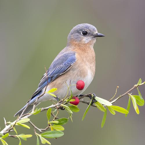 Восточная сиалия (самка) - Eastern Bluebird female. 