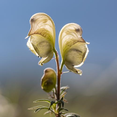 Превью фотографии фотографа Илья Михеев