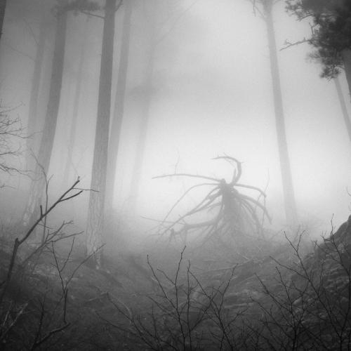 Зов лесного кошмара