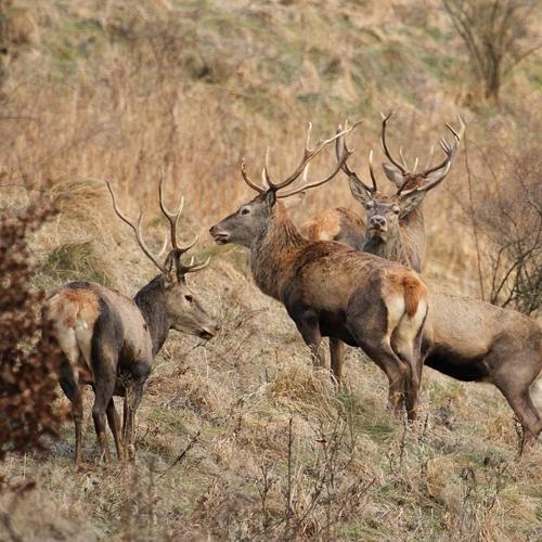 Preview Photographer\'s photo Krzysztof Tomasiak