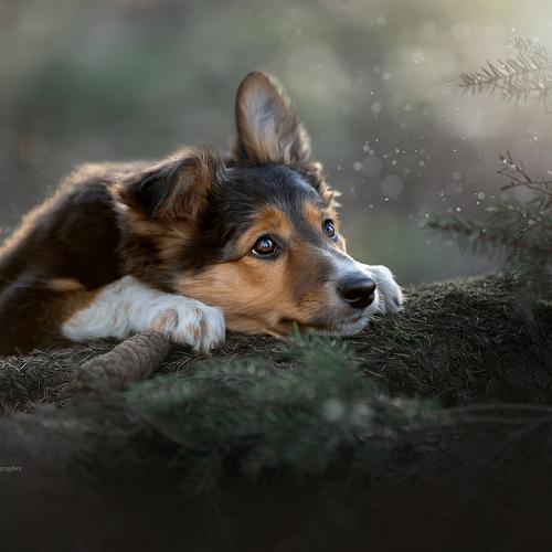 Preview Photographer\'s photo Светлана Писарева