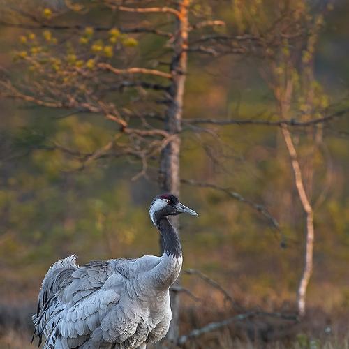 Превью фотографии фотографа Darius Babelis
