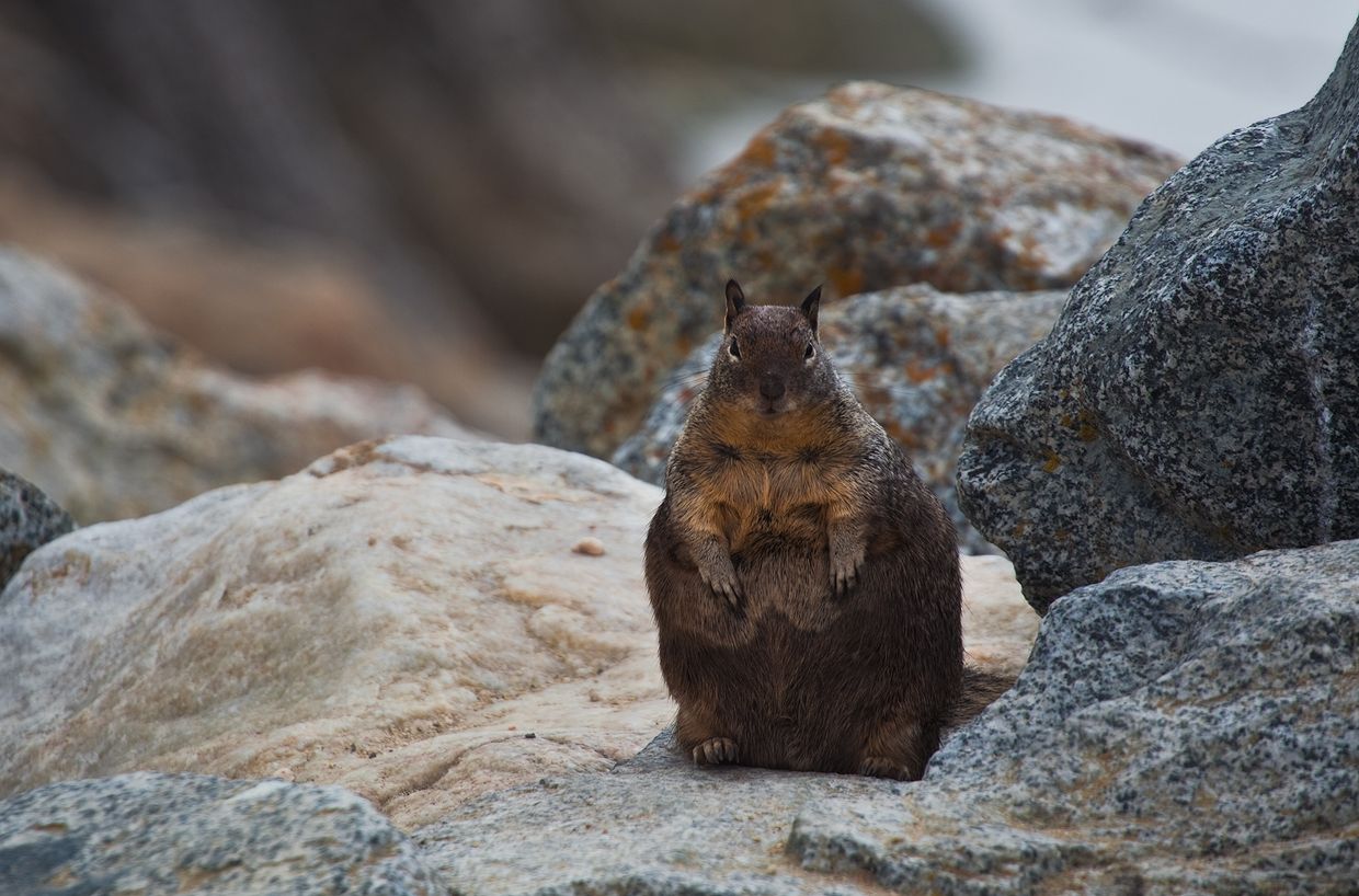 California Ground Squirrel Ili Prosto Suslik Photographer Hill Inesa