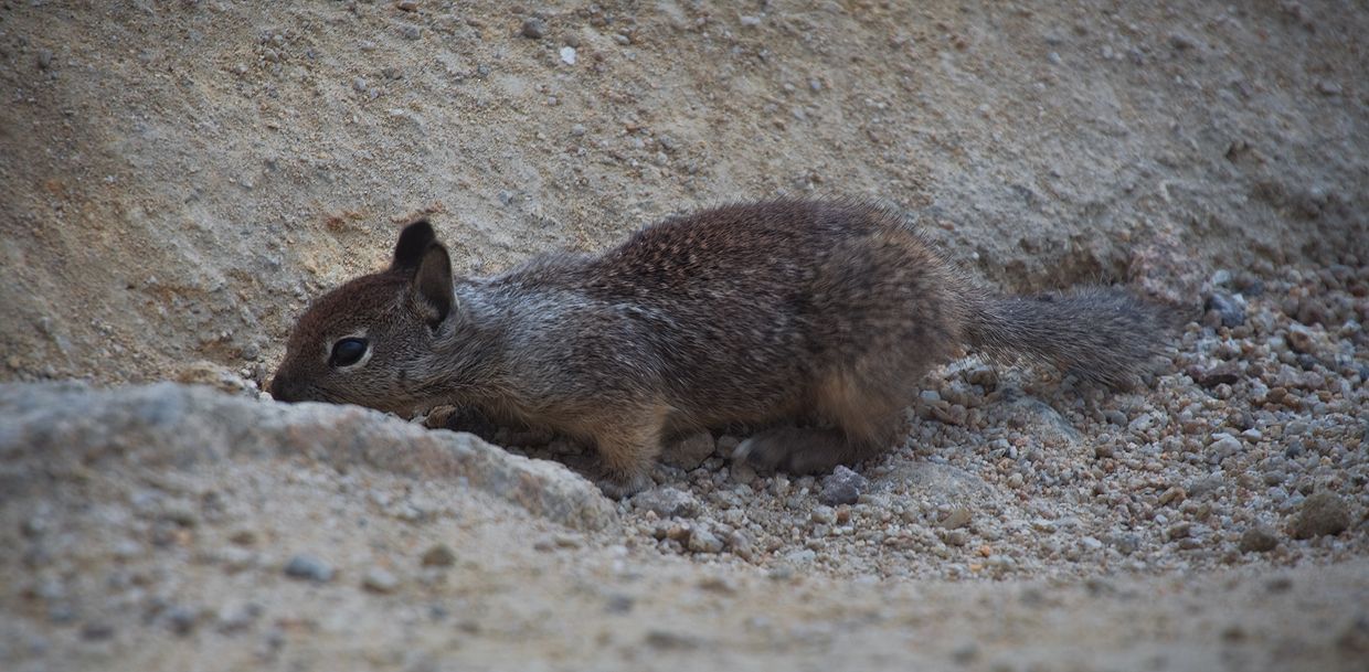 California Ground Squirrel Ili Prosto Suslik Photographer Hill Inesa