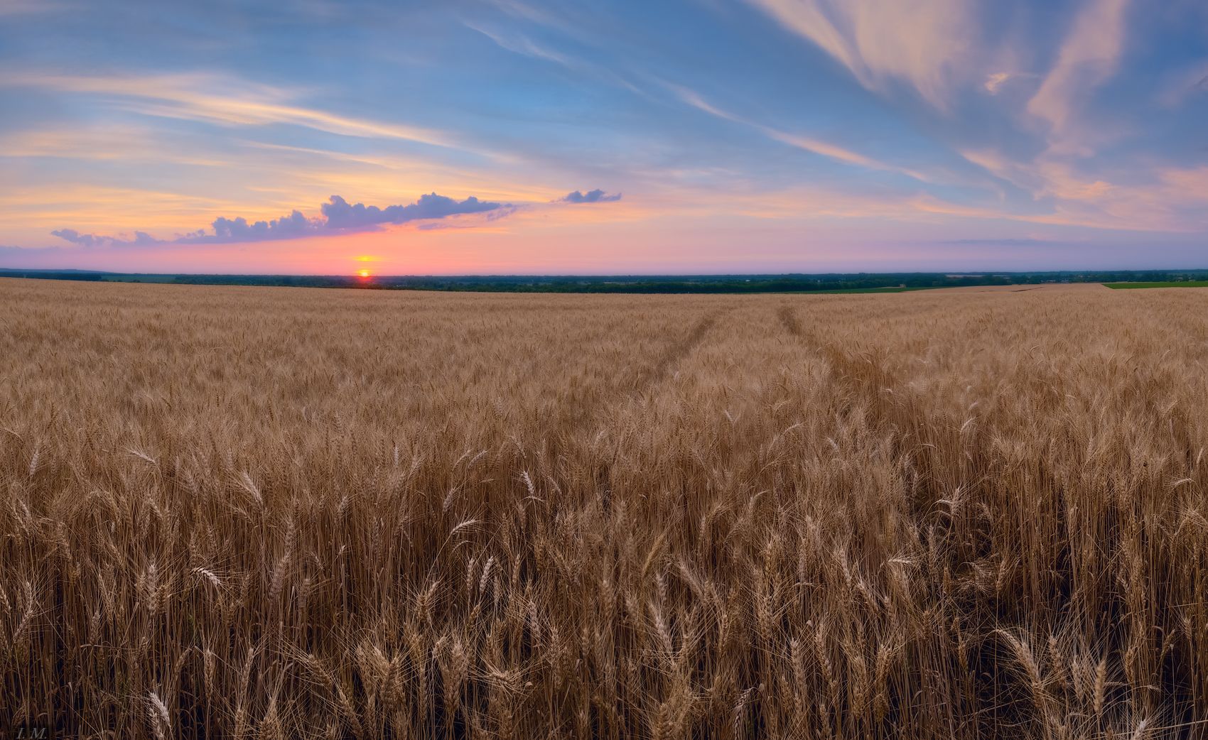 Пшеничное поле вечером