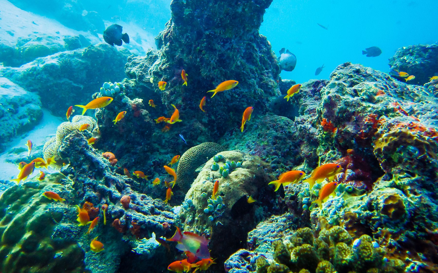 Индийский океан жизнь в океане. Коралловый риф Бора Бора. Риф Фоттейо Мальдивы. Барьерный риф Мальдивы. Кораллы индийского океана.