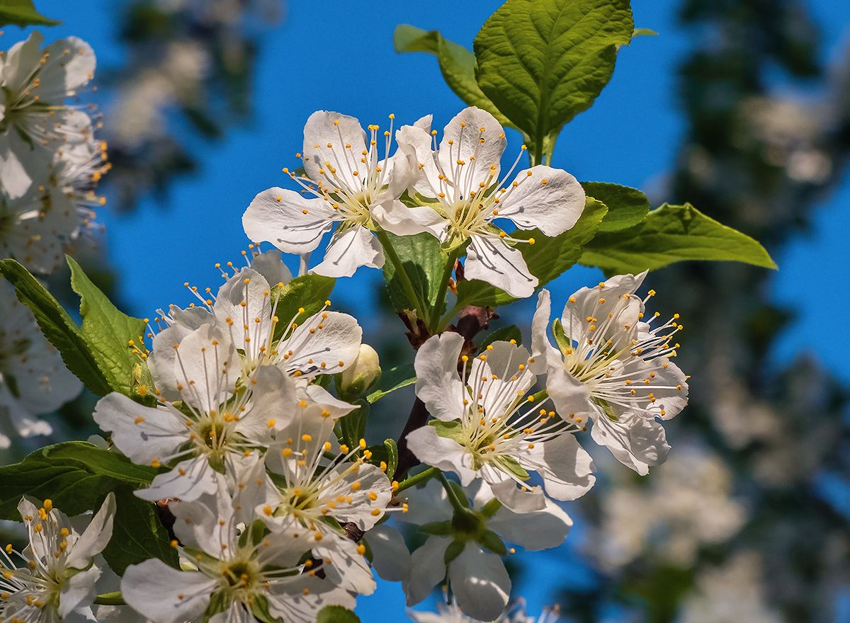 Когда яблони цветут Фотограф Валерий Пешков
