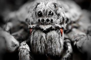 «Волчий характер»
Этот паук — одиночка, живет в норках, паутину для ловли добычи не плетет,
по ночам выбирается из норы и отправляется на охоту. Снято на территории Прибайкальского национального парка, о. Ольхон.