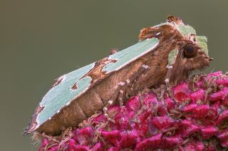 Staurophora celsia