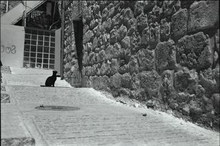 Чёрный кот ждёт когда его пустят домой