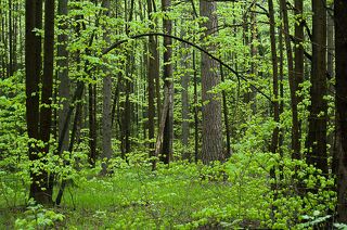 01 Для меня прогулки по весеннему лесу - сплошной отдых для глаз: зелень повсюду  радует своей свежестью...