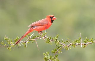 Northern Cardinal ( male).  Красный кардинал самец