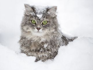 Снежный портрет