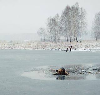 Первое, что сделал спустившись к воде, стал звать пса к себе. Он сначала повелся и стал пытаться ползти по ломающемуся льду в мою сторону.