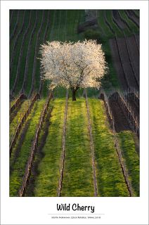 Мое любимое дерево :)
Посадить бы и вырастить такое ....
Южная Моравия, апрель 2018.

South Moravian, Czech Republic, April 2018.