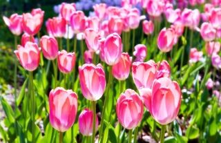 Тюльпаны розовые, на Севастопольском проспекте...