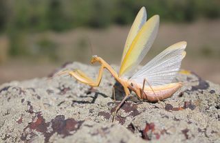 Обыкновенный богомол.(лат. Mantis religiosa)