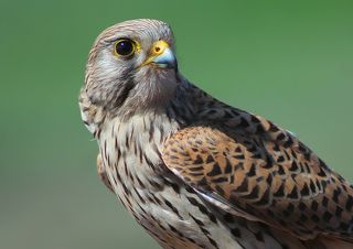 Обыкнове́нная пустельга́ (лат. Falco tinnunculus)