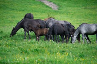 Wild horses of Mountain Saniba