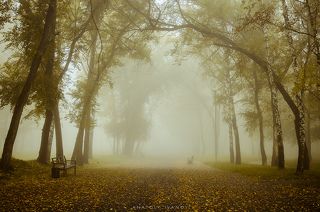 Туман в осеннем парке