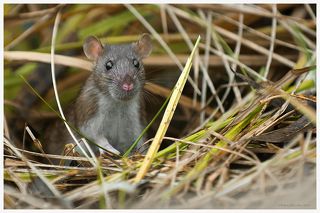 крыса в естественной среде обитания, Лосиный остров