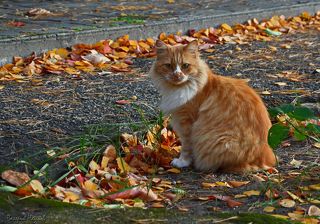 Осень рыжая ты кошка