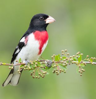 Красногрудый дубоносовый кардинал -.Rose-breasted Grosbeak male