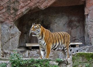 Тигр, как ни странно был одним из немногих животных, чье место обитания не было огорожено ни стеклом, ни сеткой, ни каким-либо еще заметным способом.
