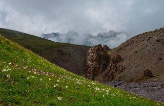 Альпийские луга