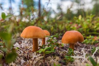 Яркие грибочки, окруженные ягелем, всегда смотрятся привлекательно.
Магаданский заповедник.