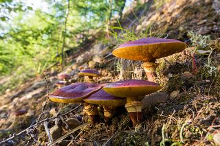 Маслята, растущие на небольшом склоне - это редкость. Но не потому, что это редкие грибы, а потому, что в долине Челомджи очень мало таких крутых склонов.
Магаданский заповедник.