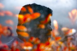 Reflection of a man on aquarium that contains goldfish.