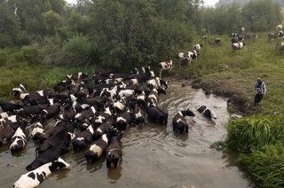 Лето. Солнце. Пляж. Расслабуха! Осенью, когда унылые дожди загостились не хуже ненаглядной тёщи, а бикини с шортами спрятались в шкафу, как нашкодившие котята, лишь воспоминания об отпуске согревают душу. Но, будем откровенны, даже на пляже не всё было так уж безоблачно. Вот и нашим беспечным купальщицам перепало за излишнюю негу и нарушение режима. Руководитель был строг, а его палка досконально изучила геометрию спин и боков самых непослушных.