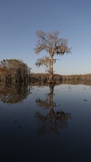 Swamps of Texas and Louisiana