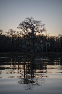 Swamps of Texas and Louisiana