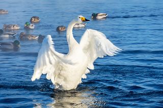Лебедь на озере Светлое
