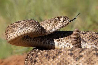 Western diamondback rattlesnake - Техасский гремучник