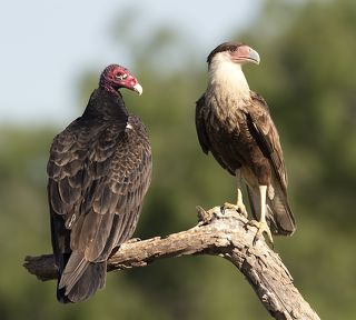 Turkey Vulture & Crested Caracara