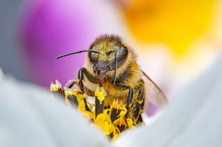 Весёлая пчёлка. Фото одним кадром со штатива. f22 ISO 500 1/200