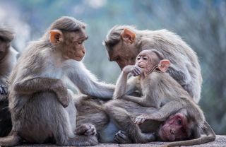 This shot was taken at Melukote, Karnataka, India, 2020.