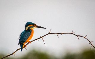 This shot was taken at Outskirts of Nanjangud, near to Mysuru, Karnataka, India.