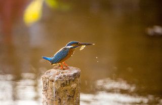 This shot was taken at Outskirts of Nanjangud, near to Mysuru, Karnataka, India.