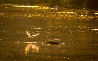 This shot was taken at Ranganathittu Bird Sanctuary, Karnataka, India.