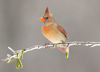 Northern Cardinal female - Красный кардинал самка