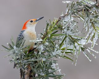 Red-bellied Woodpecker male - Cамец. Каролинский меланерпес