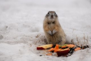 Чем не шведский стол..